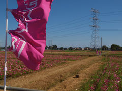 埼玉県　吉見町　こすもす祭り　前日は　風が強くて　上