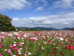 奈良の秋桜風景を見にドライブ旅行！