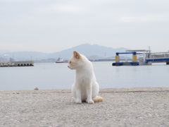 猫の島②馬島