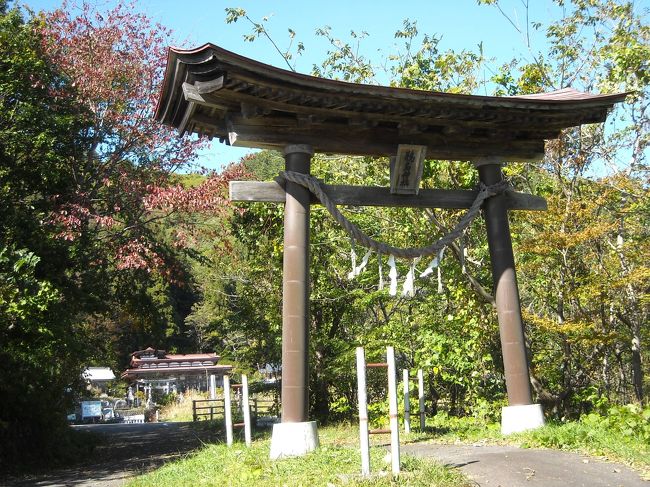 別旅行記“福島県国見町････”の奥州合戦（1189年8月）の直前のことです。<br />平安朝の貴族社会に対する武士の自立であった鎌倉幕府の中で、義経は王朝側に鐘愛されたため1189年4月に非業の死をとげた。それが悲劇の英雄とされ「義経不死伝説・義経北行伝説」が生まれ、岩手県の北東海岸部から青森県にかけて広く伝説地がある。<br />この伝説を大雑把に見ると、岩手県では南朝の遺臣や、味方する修験者・山伏に、追手が絡む伝説で、青森県では追手が姿を消し、青森市までの各所で身辺に女性が出現するが、蝦夷地に渡る前の日本海側津軽の福島城へは侍だけで訪れている、と言えるかもしれない。<br /><br />2012年には八戸の伝説を紹介しましたが、今回は伝説がすくない北上山地横断コースは省略し宮古から八戸までの伝説を訪ねました。表紙写真は修験者がいる普代村の鵜鳥(うのとり)神社です。<br /><br />この義経北行伝説は、水戸光圀が北海道に探検隊を派遣するなど、大いに関心を呼んだお話ですが、このような英雄不死伝説は事実関係に不審点があるから生まれます。<br />義経の場合は次のとおり。<br />１）1187年に義経の後ろ盾であった藤原秀衡が没し、1年半後に藤原泰衡に襲われるまで、義経が何も準備していない筈はない。伝説では板橋某に脱出先の探索をさせ、秀衡の死後半年後の 1188年に影武者の杉目太郎行信を平泉に残して、義経主従は北に向かったという。<br />杉目太郎の首のない遺体は藤原の武将・沼倉小次郎高次が宮城県金成町の信楽寺に葬り「義経身替りの碑」が建っている。<br />２）1189年4月、泰衡は 500人で10数名の義経主従を襲って火をかけ、焼けた首級を通常２週間の距離を６週間かけて鎌倉へ運んだ。首実検した梶原は義経の首ではないとし、頼朝は見ずに海に捨てさせた。このように、義経の死は確認されていない。<br />奥州藤原氏の政権を征伐する口実がほしかった頼朝は、二度にわたる停戦の院宣を無視して戦闘を続け、ついに縄文時代から続いた東北の独立国を初めて日本に組み込んだ。<br />なお、奥州藤原氏が滅んだ半年後に義経蜂起の噂で鎌倉が騒然とした記録があり、鎌倉では義経の死を信じていなかったことが窺われる。<br /><br />岩手県広域振興局の「義経北行伝説ドライブガイド」「ケイブンシャブックス・義経伝説の謎」などを参考に、北行伝説がのこる各地を結んで逃避行のルートを次のように推定したが、年代については伝説ごとに齟齬がある。<br /><br />1188年に義経主従は、平泉から東の山中の観福寺に入り、北上して江刺の玉崎神社から東方の北上山地を横断して葉山を登り、上郷で風呂に入り、八幡家（中村判官堂）に泊まり、海岸の大槌町に出た。大槌町から義経の愛馬伝説の小黒を通り、山を越えて川井、茂市と回り道をして、宮古の長澤判官堂をへて修験者の地・黒森神社に滞在した。<br />義経は黒森（九郎森）神社には３年３か月滞在し、大般若経600巻を写経して納めたという。所蔵の「判官稲荷神社縁起」では藤原秀衡の錦嚢にあった書に蝦夷地への経路が示されていたという。<br />なお、この黒森山は垂仁天皇の皇子が埋葬されたとも、南北朝時代の長慶天皇の陵とも言われるほか、修験の霊場で社家衆(山伏)もおり、鞍馬山で修業した義経には居心地が良かったと思われる。<br />また、大槌から海岸沿いを直進せずに回り道をしたのは、茂市家の祖が義経と静御前の遺児とされることから、茂市との特別なつながりが推察される。山田町に残る伝説は宮古滞在中に訪問したと説明できる。<br /><br />宮古周辺の義経に関する事跡は、義経の遺徳をしのんだ「判官堂・判官神社」のほか、古文書もこの地区に多い。今回の見聞では、義経伝説の分布範囲は山伏が主導する「黒森神楽」の巡行エリアと重複していると見える。<br /><br />宮古以後は源氏一統の久昌寺に挨拶し、諏訪神社に遺児を葬り、畠山重忠に追われるなどがあり、田老、田野畑と海岸筋の村々を通り、普代村で少時滞在して鵜鳥(うねとり)神社に詣でてから久慈まで進んでいる。<br />途中の野田村には「蝦夷に落ちる」と書いた中野文書がある。　このように宮古以後は追手の影が付きまとっている。<br /><br />青森県の種差海岸には船で到着しているが、伝説の分布や陸地の地形から判断すれば、久慈から船で北上して青森県に入ったとみるのが妥当であろう。<br /><br />以上の伝説の原型は、室町期の「御伽草紙」の「御曹子島渡」説話だといわれているが、どのようにして岩手県の各地にそれぞれふさわしい遺品が置かれ、矛盾のない説話が語り継がれるようになったのか、修験者・山伏が語り継いだとしても、考えれば考えるほど楽しいことです。<br />