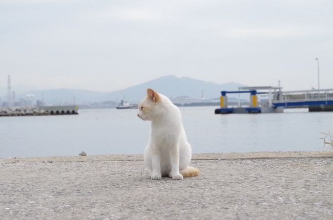 北九州で有名な猫島  馬島へ。<br />小倉港から市営渡船「こくら丸」に乗ること20分。<br />この船で、もう1箇所有名な猫島  藍島へも渡れる。<br />台風がくる直前、秋のやわらかな天候に恵まれ、たくさんの猫たちとの出会いにも恵まれた。