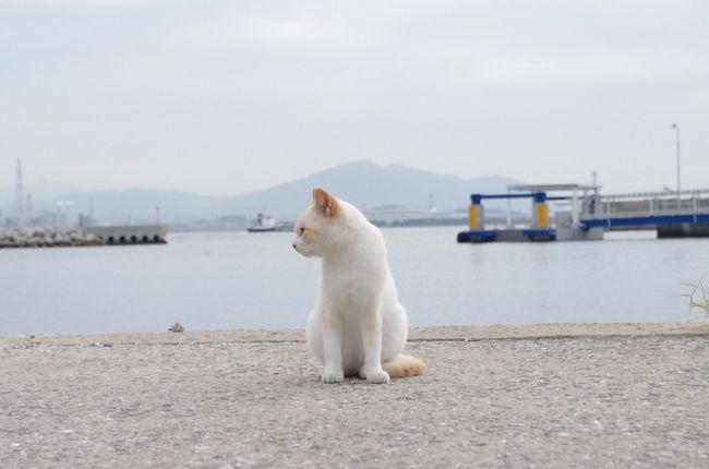 北九州で有名な猫島 馬島へ。<br />小倉港から市営渡船「こくら丸」に乗ること20分。<br />この船で、もう1箇所有名な猫島 藍島へも渡れる。<br />台風がくる直前、秋のやわらかな天候に恵まれ、たくさんの猫たちとの出会いにも恵まれた。