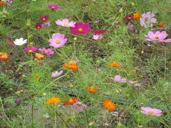 秋の花物語～にぎわいの木曽三川と10種30万本が咲き誇るコスモス～　”木曽三川公園Ⅱ”