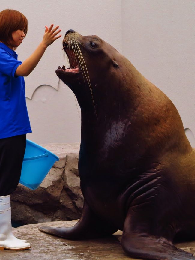 新潟市水族館は、新潟県新潟市中央区西船見町にある水族館。愛称はマリンピア日本海。施設は新潟市が所有し、新潟市開発公社が指定管理者として運営管理を行っている。<br />1964年（昭和39年）に発生した新潟地震からの復興と、新潟港の開港100周年を記念して1967年（昭和42年）夏に開催された「新潟大博覧会（新潟博）」閉幕後の同年10月22日、新潟市関屋（現在の中央区）の新潟博会場跡地に新潟市立新潟水族館として開館。1990年（平成2年）7月27日に移転してリニューアルオープン。大規模な改修工事を実施、2013年（平成25年）7月15日（海の日）にリニューアルオープンした。<br />水族館としては本州日本海側最大級で、約450種20,000点の生物を飼育している。また館内の飼育生物や、新潟県内の水辺環境に関する調査や研究などを進めており、特にフンボルトペンギンの飼育や繁殖に関する研究について積極的に取り組んでいる。<br />主な施設<br />本館 - 日本海に生息する魚を一堂に集めた「日本海大水槽」、水槽底部のトンネルから見上げて観察できる「マリントンネル」等がある。<br />別館 - ラッコ・ビーバー等、水辺に生息する哺乳類が飼育されている。<br />イルカショープール - 通年・毎日開催されるイルカショーの会場。冬季期間は屋内プールで行われる。<br />マリンサファリ - アザラシ・アシカ等の海生哺乳類（鰭脚類）が飼育されている。水面からだけでなく、プール下部の窓からも水中の様子が観察できる。<br />ペンギン島 - フンボルトペンギン、イワトビペンギンが飼育されている。<br />（フリー百科事典『ウィキペディア（Wikipedia）』より引用）<br /><br />マリンピア日本海　については・・<br />http://www.marinepia.or.jp/<br />