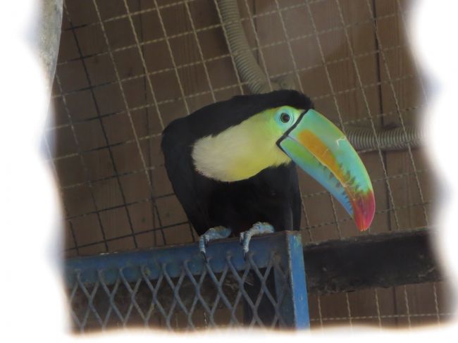 近県にある動物園をさがしていたら…秋田市にあること発見！！<br />山形までは行ったことがあるけど、秋田は初上陸です。<br /><br />秋田駅からバスもでているし、旅行者にも便利な動物園とのこと。レッサーちゃんもいるし、飼育数も充実していて、初めてお目にかかる動物さんたち（初☆印つけました）もいっぱいの様子。これは行くしかないでしょう。<br /><br />