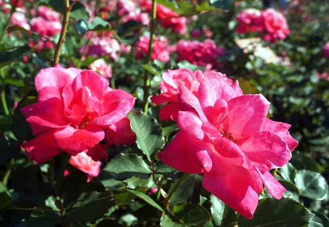 都立神代植物公園で秋のバラフェスタと、隣接する深大寺、水生植物園を、そして、国立天文台・三鷹を歩いてきた。<br /><br />武蔵野の面影のある森林が気持ちよい。<br /><br />植物公園は、香りの良い朝のバラを楽しめるよう、期間中の日曜は８時より開園する。<br /><br />朝早くから出掛け、植物公園北側の駐車場に車を止め、そこを基点に半日遊んできた。<br /><br /><br />