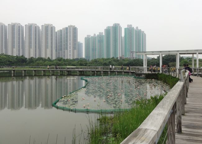 　摩天楼が林立し、グルメと買い物天国のイメージが先行する香港。そんな街にも、実は自然がたっぷり残る一角があります。大陸との境界に近い「香港湿地公園」です。日本人にはまだなじみが薄い公園ですが、「ヘェー、香港にこんな所があるの」と意外に思えるスポットです。市中心部からも1時間ほどで行けます。街歩きに飽きたら、一度行ってみてはいかがですか。