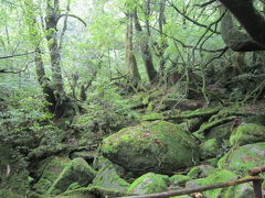 [鹿児島・屋久島]縄文杉に会いたい旅②