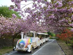 『天平の丘花まつり２０１３』