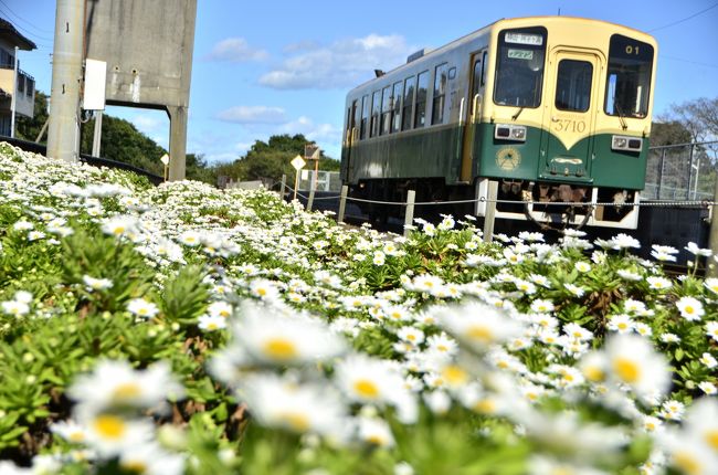 ひたちなかのハマギクが咲き広がる沿線の秋の風景を探しに、ひたちなか海浜鉄道湊線を訪れてみました。<br />更に、国営ひたち海浜公園のコキアの風景を見に訪れてみました。