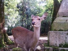 奈良をちょこっとかじってみた