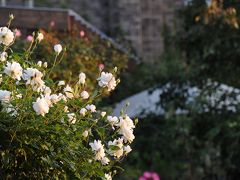 秋バラが見ごろのザ・トレジャーガーデン館林