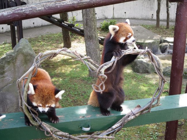 大森山動物園、後編はレッサーちゃんのまんまタイムです！！<br /><br />食に対するレッサーちゃん達の意気込みに飼育員さんもたじたじ・・・だけど、どんな姿もラブリー*＾＾*なのです。