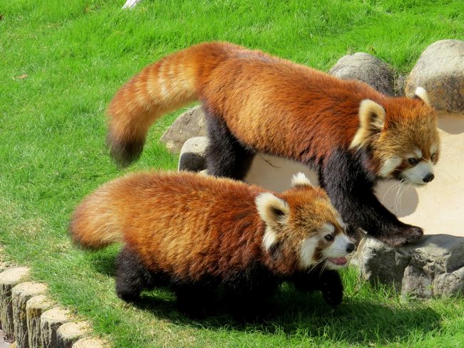 今年は、北は旭川市の旭山動物園から南は鹿児島市の平川動物公園まで、日本全国１７園で２７匹のシセンレッサーパンダが、１園で２匹のニシレッサーパンダがすくすく成長してくれています。<br /><br />当面の目標は年内に全ての今年生まれのおチビちゃんに会うことなのですが・・・何度でも会って成長を確認したいおチビちゃんがいます、それは南紀白浜アドベンチャーワールドのライラちゃんの双子ちゃんです。<br /><br />６月６日、今年生まれの日本のレッサーパンダの先陣を切って誕生したライラちゃんの双子、生後２１日で息子君が人工哺育に切り替わるなど様々な事がありましたが、ライラちゃん、キーパーさんの努力もあり、日に日に大きくレッサーパンダらしく成長してくれています。<br /><br />１ヶ月も見ないとあっという間に大きくなる成長期・・・今年は行ける限り、少なくとも月１で、アドベンに足を運びたいと思っています。<br /><br /><br />これまでのレッサーパンダ旅行記はこちらからどうぞ→http://4travel.jp/travelogue/10652280