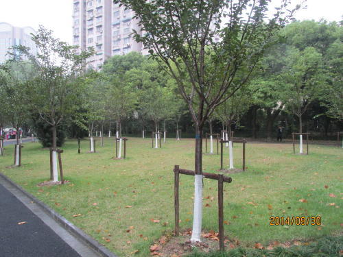 上海市虹口区の魯迅公園が大改装されました。この度１年間の改修工事を終え、１４年８月２８日（木）より来園者の受け入れを再開しました。同園は、約１２０年近くの歴史を持ち、戦争中は日本軍の訓練場にもなりました。１９５９年以降は大規模な改修工事を行っておらず、１３年８月28日（水）、全面閉鎖のうえ改修工事に踏み切った。今回の改修により、園内各設備の修理や交換が行われ、英国式の公園の姿を取り戻した。これに加え、７０種余りの植物を植え、園内を緑化した。特に日本の桜「ソメイヨシノ」を３００株以上植林し、併せて３ヶ所の桜花林が出来上がりました。来年の桜の花が咲くのが楽しみです。