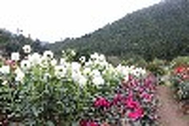 関東一のダリア園 小鹿野 皆野 埼玉県 の旅行記 ブログ By ピーコ1204さん フォートラベル 関東一のダリア園 小鹿野 皆野 埼玉県 の旅行記 ブログ By ピーコ1204さん フォートラベル