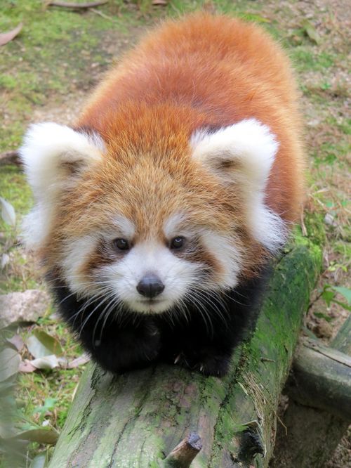 秋のレッサーパンダ紀行【８】 徳山動物園 今年生まれのおチビちゃんの