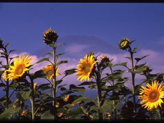 向日葵を撮る。