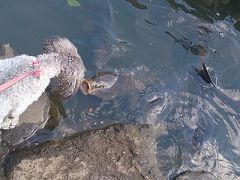 移動は自転車・愛犬散歩(洗足池公園)