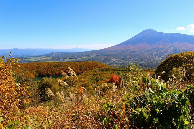 今年の秋は東北の紅葉を見たいと計画していました。ところが丁度台風が来るというので１日ずらしました。<br />でも意外と早く台風は去ったので、あわてて蔵王に宿を取り、少しでも目的地の近くに行こうと車を走らせました。<br /><br />一番期待していた八幡平の頂上付近はもう紅葉は終わりですが、中腹はまさに見頃、どこを見ても素晴らしい紅葉に<br />歓声を上げ、夜は宿の温泉で温まりました。<br /><br />外国に比べてやっぱり日本の紅葉は凄いと思いました。<br /><br />