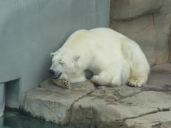 定点観測～王子動物園編～。