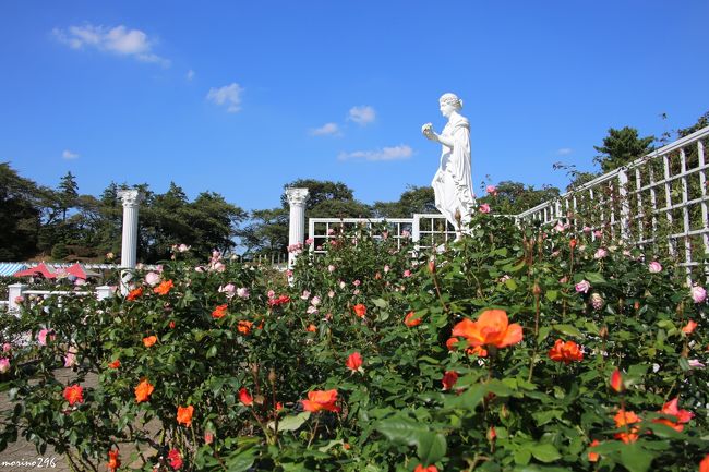 昨秋に続き、生田緑地バラ苑（川崎市多摩区）にバラを楽しみに出掛けました。<br />見頃には少し早かったことと、２週連続の大型台風の影響で折角咲いた花が折れてしまったりと、咲いている花の数は少なめでしたが、４時間近く花の虜にされてしまいました。<br /><br />このバラ苑は、おおよそ５３０種、４，７００株のバラが植栽されており、春と秋のバラのシーズンにのみオープンされます。（この秋は１０月１０日〜１１月３日まで）<br /><br />２００２年に向ヶ丘遊園地が閉園した時に、このバラ苑も一緒に無くなるはずだったのですが、存続を求める声が多かったことから川崎市に移管されました。それ以来、ボランティアの皆さんによって維持管理されています。入苑料は無料ですが、その管理費用は入苑者の寄付によって賄われています。<br /><br />写真の枚数が多くなりましたので２部構成にしました。<br />また、バラの名前は、名札を参照していますが、間違っていたらご容赦下さい。<br /><br />生田緑地バラ苑のＨＰはこちらです。<br />http://www.ikuta-rose.jp/index.html<br />