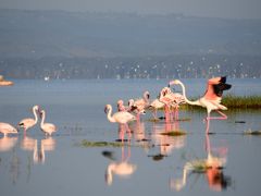 ケニア（サンブル・ナクル・マサイマラ）サファリ：ナクル湖国立公園ゲームドライブ