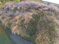 知多市大興寺の四季桜