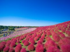 モコモコ！ひたち海浜公園のコキアの紅葉（2014年10月）