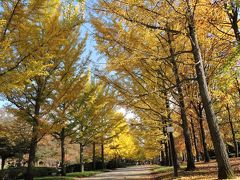 天童市総合運動公園の銀杏並木(山形の秋）