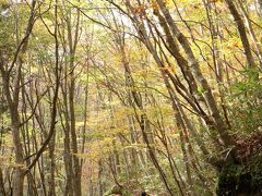 岡山県立森林公園　～紅葉まっさかり　マユミもまっさかり。すっかりリフレッシュのトレッキング！