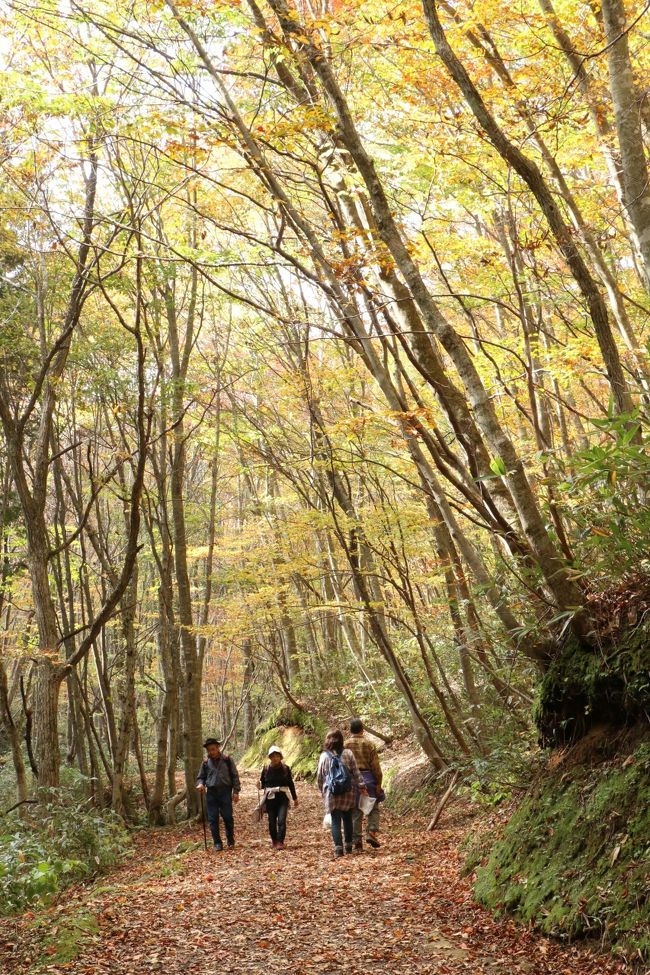 今週は、近いのに一回も行った事のない県立森林公園に行ってみました。<br />時期的にも紅葉がまっさかりで、枯葉の絨毯を踏みしめながらのトレッキングです。<br />体力的に登山道までは行きませんでしたが、お弁当を持って<br />2時間少々のお散歩で、すっかりリフレッシュできました。