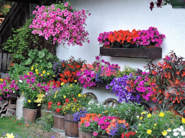 オーストリアのチロル州、Wilder Kaiser地方に滞在5日目です。<br />この日は雨だったので山には行かず、松味利郎先生の美術書<br />「チロール壁絵の里」で知ったセル村に行くことにしました。<br />実はこのセル村、昨年2013年に「ヨーロッパで一番美しい花の村」に<br />選ばれたばかりで、村にはお花を飾った可愛い家が沢山ありました。<br /><br />雨でしたが、美しい壁絵やお花の家、教会の内部をじっくり見て<br />素晴らしい時を過ごすことができました。