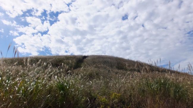 阪和道の海南東ＩＣを経て、和歌山の生石(おいし)高原に行ってきました。秋晴れの、うろこ雲の下で、黄金の絨毯、風に靡くすすきの黄金の波を愛でてきました。<br />奈良の曽爾高原のすすきは、神々しくて神秘的。兵庫の砥峰高原は、映画ノルウェイの森のロケ地となった、これまた美しいところですが、生石も負けてはいません。今年は例年に較べて、一部密度が薄かったかな、と思うところもありましたが、窪地に生い茂る曽爾や砥峰と違って、高原というか山というか、全体に密生しているという点で見応えがあるのではないかと思います。<br />もう一つの楽しみは、草花の種類の豊富さ。山頂からちょっと下ったところに湿原があって、ウメバチソウやアケボノソウなどの湿原の花を見ることができたり、湿原以外でも、釣鐘人参や薊、竜胆も。ちょっと珍しい(らしい)ところでは、ムラサキセンブリなどが見られます。他にも色んな種類の草花が見られ、立ち止まって一つ、一つ見ていると、なかなか先に進めません。<br />帰りには、海南東ＩＣのちょっと手前にある、ＪＡの施設、とれたて広場では、地元のお野菜を中心に、色んな食材が売られています。<br />この日は、時節柄、蜜柑と柿のオンパレード。蜜柑の試食も、丸ごと１個というか、何個でも頂けそうな感じでした。地元の方に混じってのお買い物も楽しみの一つです。