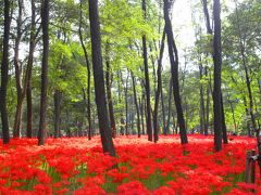 2014年9月 秋彼岸によせて★巾着田公園の曼珠沙華