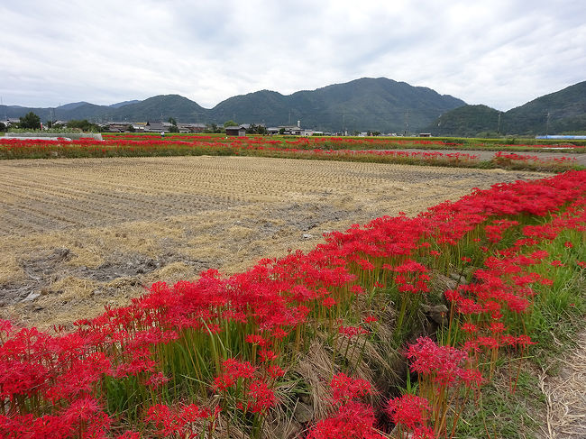 先日、松山から帰ってくる特急列車から見えた風景、それはあぜ道に咲いている真っ赤な彼岸花でした。<br />そうだ！自分が知っているとっておきな場所に、久しぶりに行こう！と亀岡に行ってきました。<br /><br /><br />過去の京都・亀岡旅行記～<br /><br />関西散歩記～2013 京都・亀岡市内編～<br />http://4travel.jp/travelogue/10793838