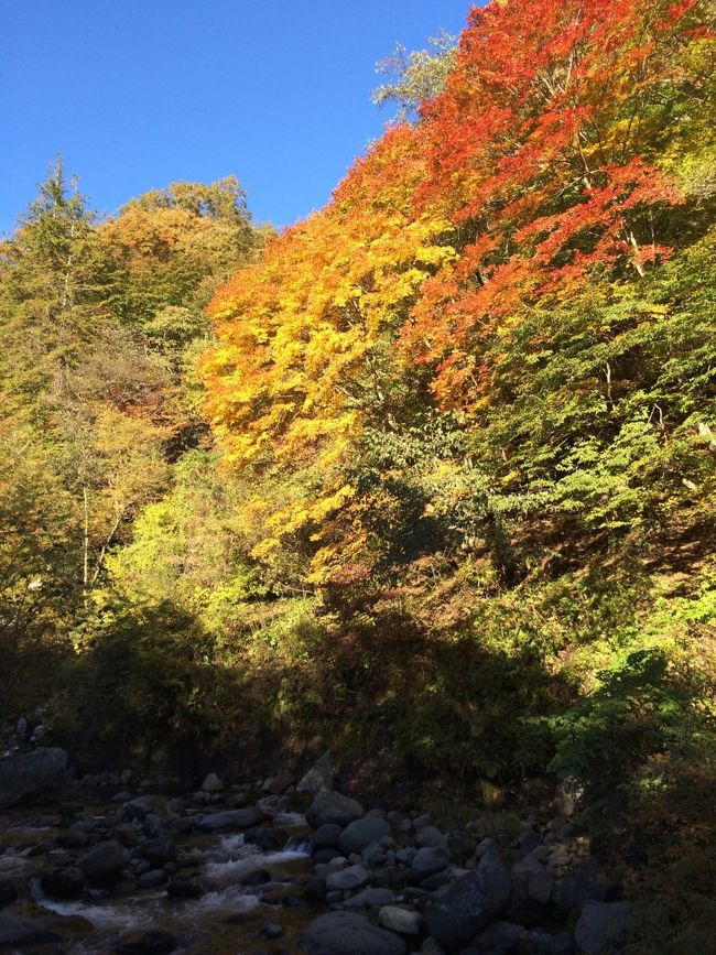 今年も軽井沢旅行へ行きました。山梨経由で小淵沢にも行ってきました。<br /><br />天気もよく、紅葉もきれいで<br />充実した2日間になりました。<br />楽しかった〜