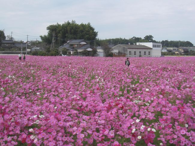 大分県中津市の「コスモス祭り」に夫婦で出かけました。今年は１０月１９日から１１月８日まで行わています。約１３haの転作田に１２５０万本のコスモスが咲き乱れ、それはきれいな風景を堪能しました。