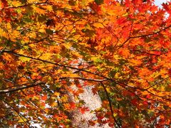 赤城山周辺散策　　赤城自然園・赤城神社　紅葉には早かったり、遅かったり…