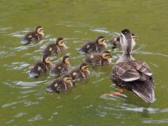 梅雨の季節、カメラを抱えて宇都宮散策