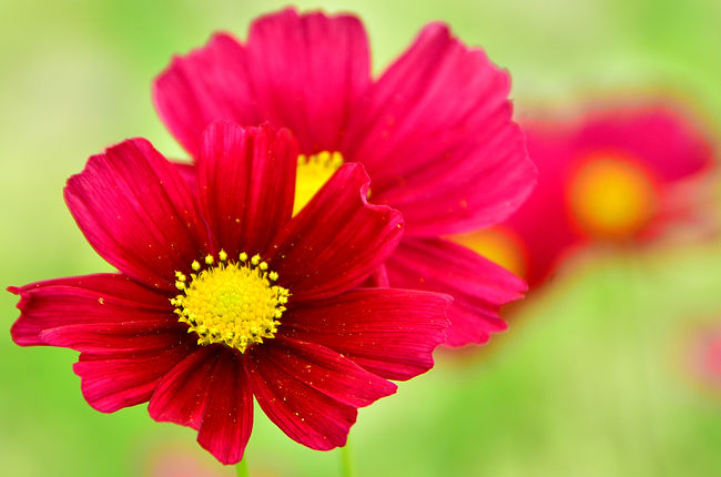 色とりどりの花が咲くコスモスを探して（コスモスだより）！！！