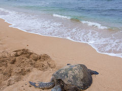 ハワイ２−ノースショア海辺乗馬