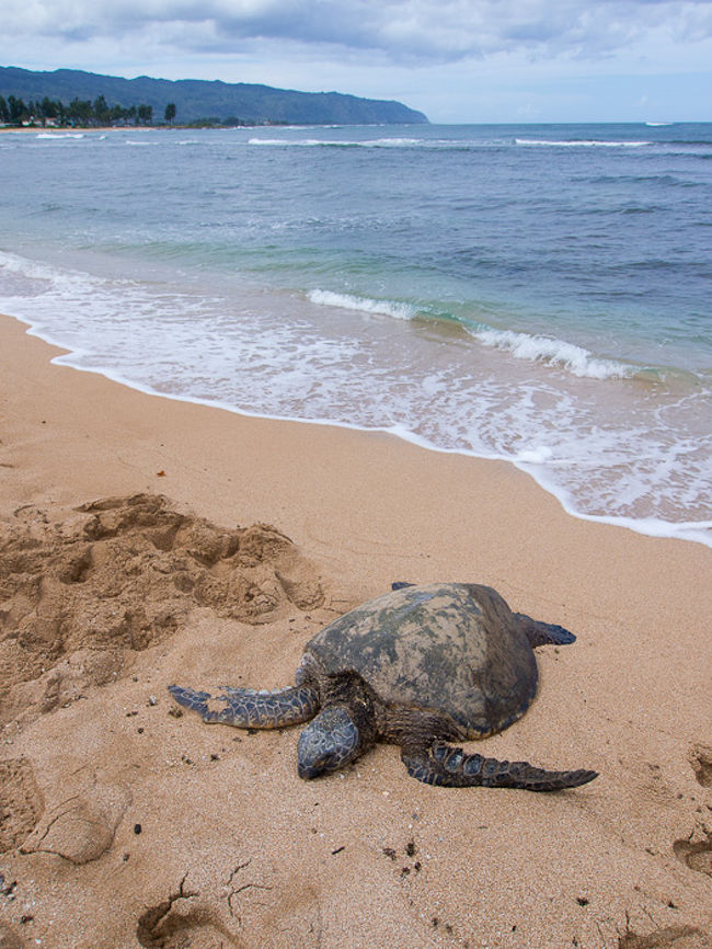 ハワイ2 ノースショア海辺乗馬 オアフ島 ハワイ の旅行記 ブログ By 一花一葉さん フォートラベル