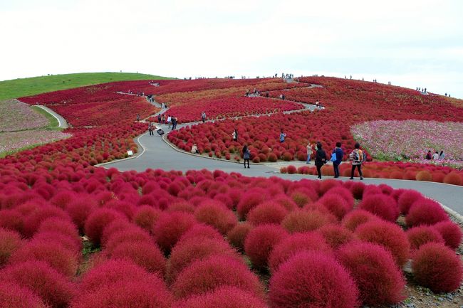 国営ひたち海浜公園のコキアと茨城県フラワーパークのダリアとバラ2014年10月