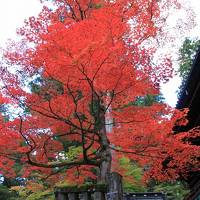 紅葉と温泉を楽しむ日光・草津・鬼怒川の旅(2日目）