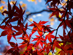 赤色が目立った土津神社の紅葉・黄色が目立った亀ヶ城跡の紅葉