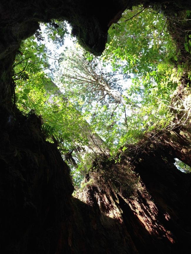 ６日目は、今回の旅の１番の目的「縄文杉登山」です。<br />白谷雲水渓経由で縄文杉まで登ってきました。<br />往復１２時間かかったけど、充実感と幸せでいっぱい&#9825;&#9825;&#9825;