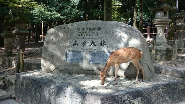 なららにあるフランス料理屋さん、ビストロ・ド・セラヴィでランチ<br />↓<br />春日大社<br />↓<br />燈火会<br /><br />昼から夜までの奈良を満喫しました\(^^)／