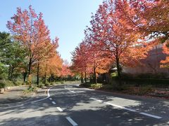 飯能市美杉台に紅葉を見に行きました