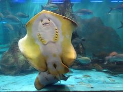 和太鼓を堪能し、能登島水族館から能登観光へ